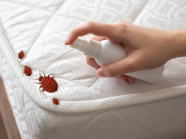 Flea Control Services in Syracuse, KS